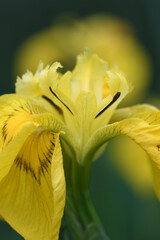 Fototapeta premium Macro image of a flag Iris growing in the Nature Reserve of Breney Common Cornwall