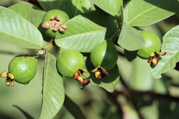 Guava is a common tropical fruit cultivated in many tropical and subtropical regions. The common...