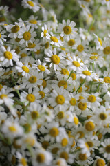 Floral background made of top view of many white chamomile flowers