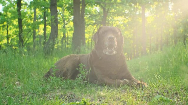 chocolate color labrador dog is lying on the ground in the park, getting up and starting running