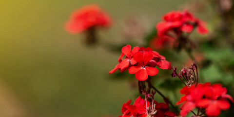 Red Pelargonium in the garden. Red geranium flowers in summer garden. Bright pelargonium. Flowers red geranium close up. 