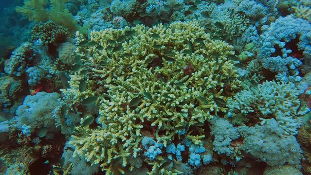 4k video footage of Yellowaxil pullers (Chromis flavaxilla) in the Red Sea, Egypt
