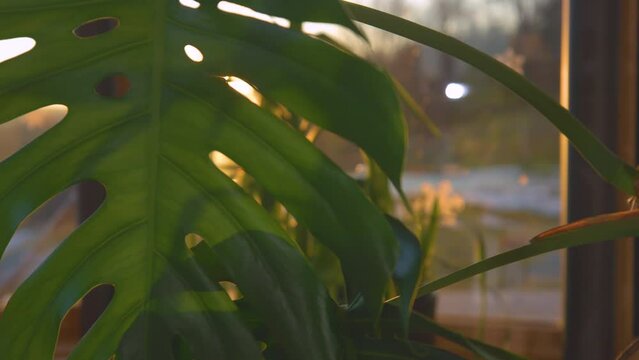 CLOSE UP: Golden sun rays shining through beautiful lush green monstera flower. Magnificent splitted leaf of Swiss cheese plant backlit with sunlight. Sun flare peeking through green monstera leaf.