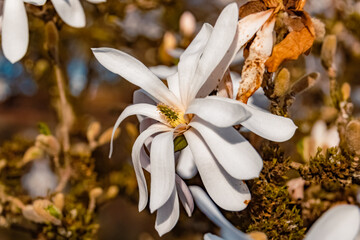 Magnolia soulangeana, Chinese magnolia, on a sunny day in spring