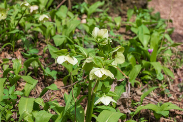spring, a natural mountain park, plants bloom in the bosom of nature on a sunny day.*