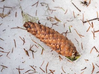 Fir cone and fir needles on melting snow in the spring in the forest