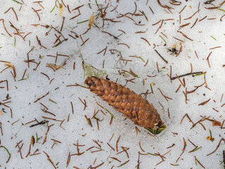Fir cone and fir needles on melting snow in the spring in the forest
