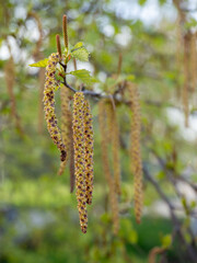 Birch buds on a tree. Birch blossom. Sunny weather