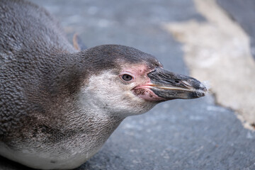 A penguin on land resting. 