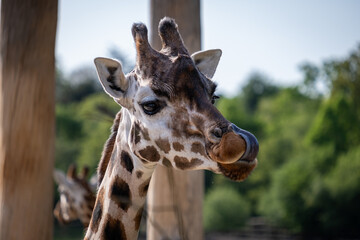 Portrait of a Giraffe. Animal portrait. Giraffe head shot. 