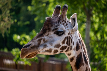 Portrait of a Giraffe. Animal portrait. Giraffe head shot. 