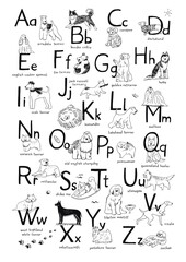Dog alphabet vector line illustrations set