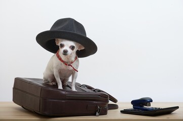 A small white chihuahua dog sits on a leather briefcase in a stylish hat next to a calculator and a...
