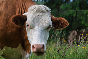 Portrait of a cow with lush green background in Germany