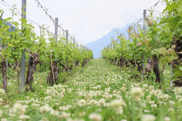 A row grapevine trees with sprouting buds on trellis in French vineyard plantation in the foot of...