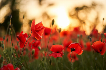 Camera moves between the flowers of red poppies. Poppy as a remembrance symbol and commemoration of the victims of World War. Flying over a flowering opium field on sunset. Camera moves to the right.