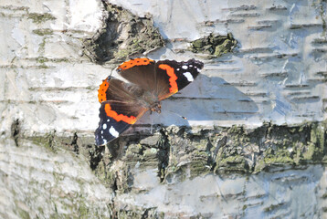 Butterfly on the trunk of a birch