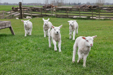Obraz premium Cute lambs on green field. Farm animal