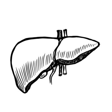 Liver vector illustration isolated on white background
