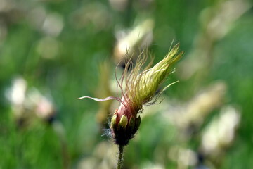 Verblühter Kopf einer Weißen Silberwurz