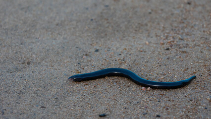 a blind snake on the road