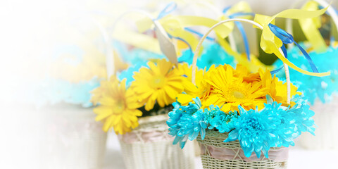 Yellow and blue fresh chrysanthemum, floral background.