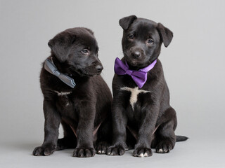 small black dogs