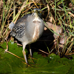 Green-backed Heron or striated heron