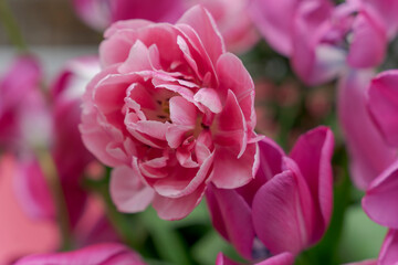 Piękne różowe tulipany pełne, zbliżenie. - obrazy, fototapety, plakaty