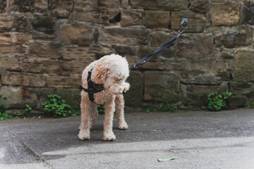 Golden doodle, sylwetka młodego psa przywiązanego do kamiennej ściany. 