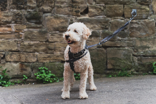 Fototapeta Golden doodle, sylwetka młodego psa przywiązanego do kamiennej ściany. 