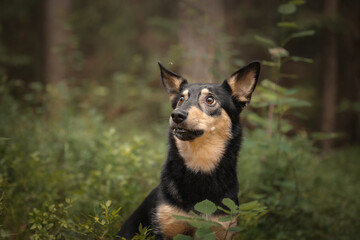 Mongrel dog cute happy portrait - obrazy, fototapety, plakaty