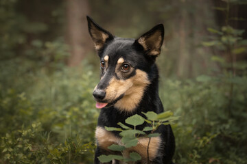 Mongrel dog cute happy portrait