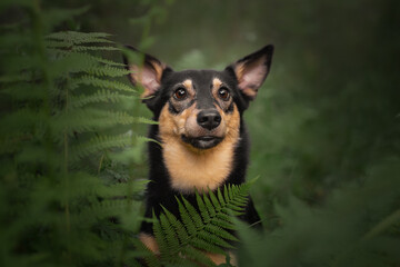 Mongrel dog cute happy portrait