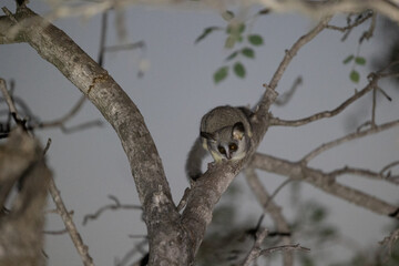 the lesser bushbaby in a tree