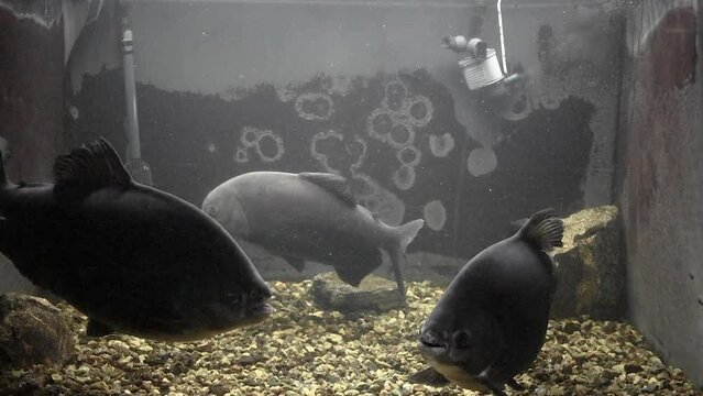 Three Tambaqui swim in a large aquarium. Video 26 seconds. Large ornamental black pacu fish in captivity