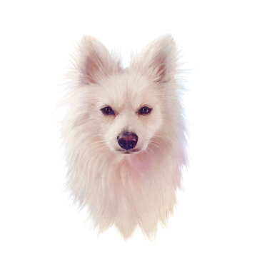Illustration of a handsome white dog isolated on white background. Mittel German Spitz. Hand drawn Portrait of Pets. Watercolor Animal collection: Dogs. Design template. Good for print T-shirt, pillow