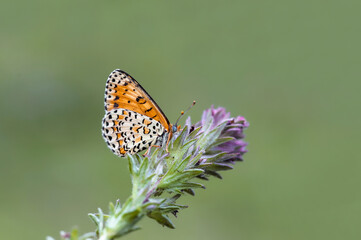 Beautiful Iparhan butterfly (Melitaea syriaca) on flower