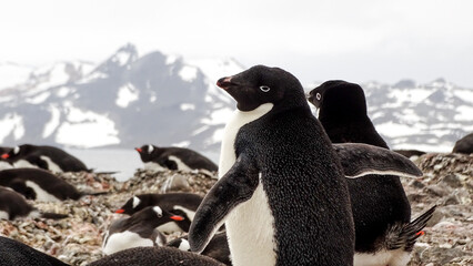 Gentoo penguins and its chicks in front of the glacier King George Island (South Shetlands Islands, Antarctica)