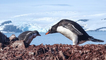 Gentoo penguin and its chick in front of the glacier King George Island (South Shetlands Islands, Antarctica)