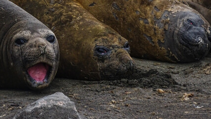 Southern Elephant Seals resting in a beach in Antarctica (Drake Passage,) at King George Island (South Shetlands Islands, Antarctica)