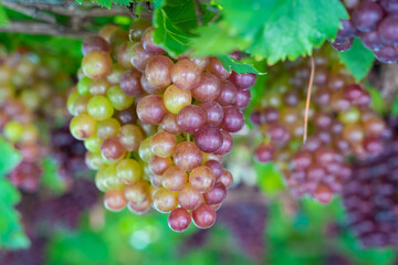 Ripe Maroon Grapes fruit with leaves a bunch in the vineyard. Seedless Grapes taste sweet growing natural delicious is good for health.