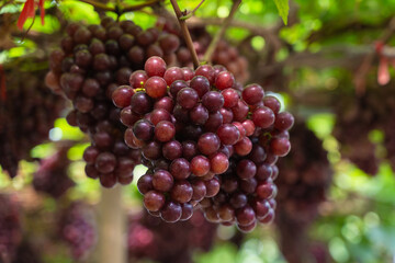 Ripe Maroon Grapes fruit with leaves a bunch in the vineyard. Seedless Grapes taste sweet growing natural delicious is good for health.
