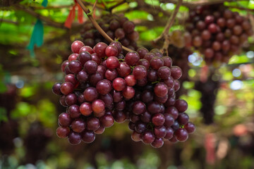 Ripe Maroon Grapes fruit with leaves a bunch in the vineyard. Seedless Grapes taste sweet growing natural delicious is good for health.