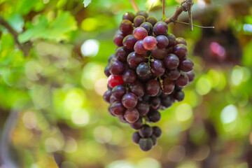 Ripe Maroon Grapes fruit with leaves a bunch in the vineyard. Seedless Grapes taste sweet growing natural delicious is good for health.
