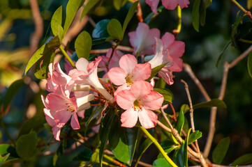 Sydney Australia, pink rhododendron flowers in sunshine