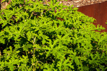 Sydney Australia, pelargonium graveolens or sweet scented geranium in afternoon sunshine