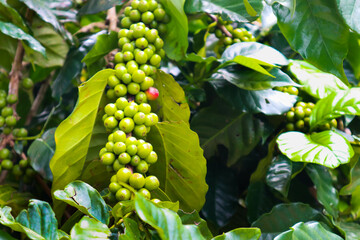 Green coffee beans in garden.