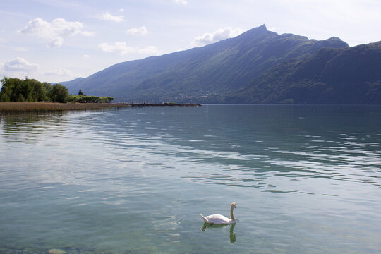 Water mountain lake Bourget panoramic view with single swan bird and Dent du Chat mont