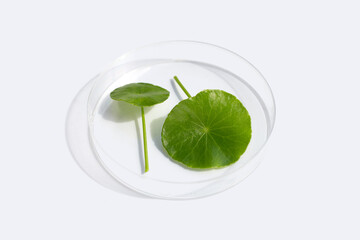 Fresh green centella asiatica leaves in petri dish on white background.